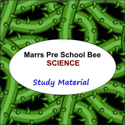 marrs pre school bee science